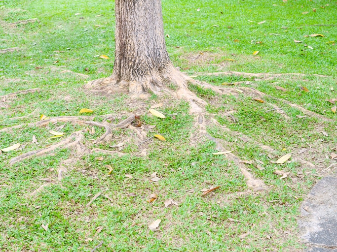 Tree root and green grass