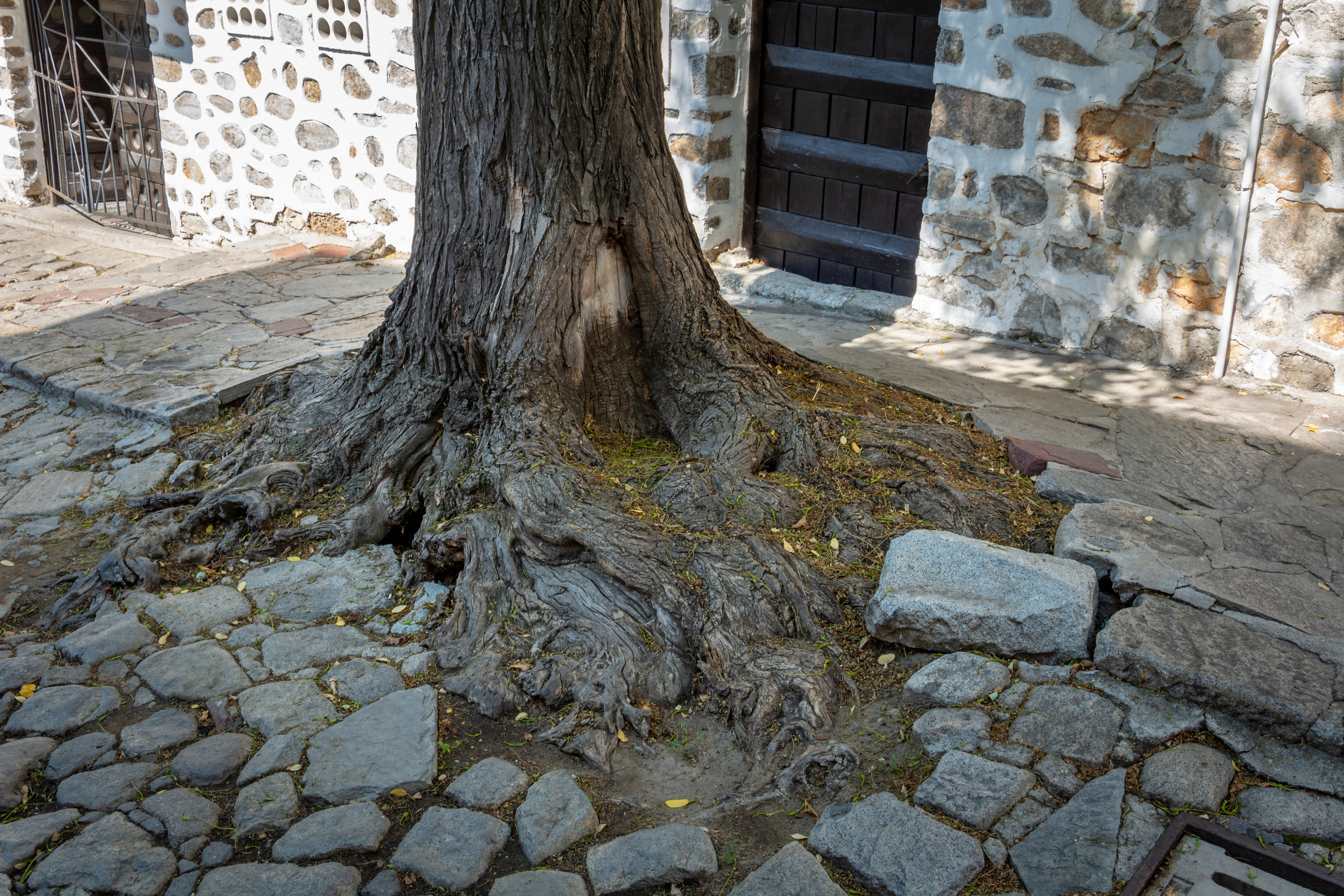 Tree roots in cobblestone
